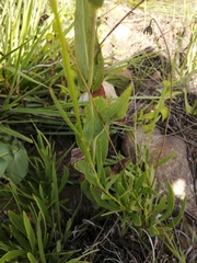 Dimorphotheca jucunda