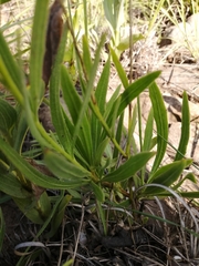 Dimorphotheca jucunda