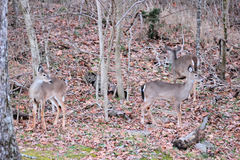 Odocoileus virginianus