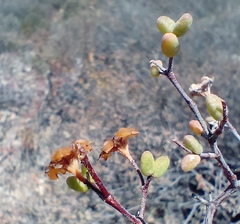 Drosanthemum globosum