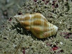 Peristernia ustulata