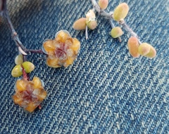 Drosanthemum globosum