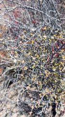 Drosanthemum globosum