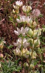 Lupinus densiflorus