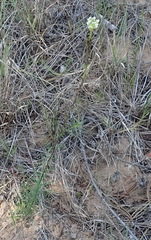 Hebenstretia integrifolia