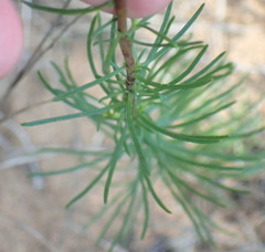 Hebenstretia integrifolia