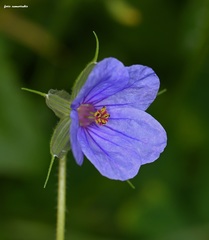 Erodium gruinum