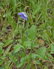 Erodium gruinum