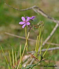 Erodium laciniatum