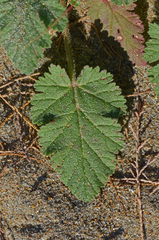 Erodium laciniatum