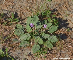 Erodium laciniatum