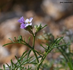 Erucaria hispanica