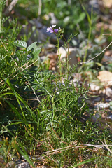 Erucaria hispanica