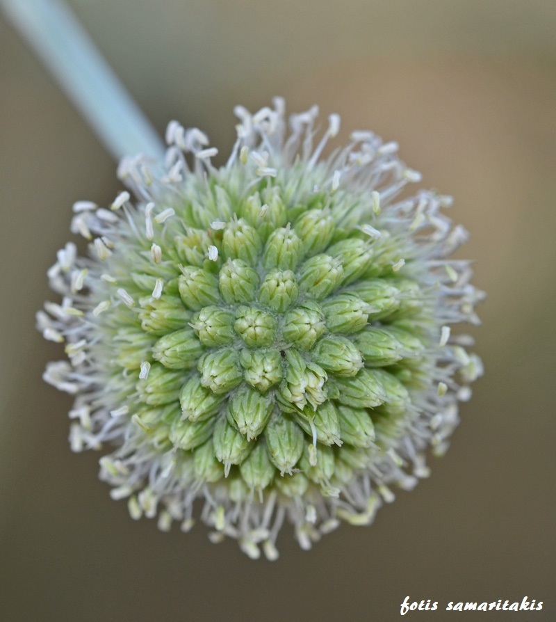 Eryngium amorginum