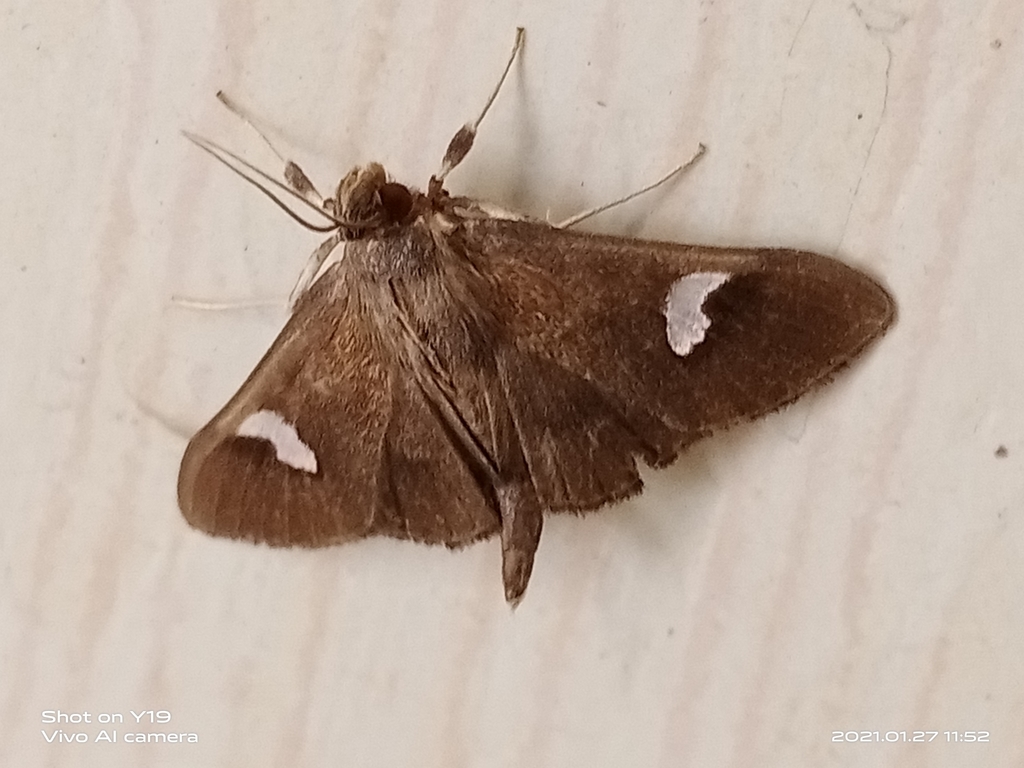 Nosophora