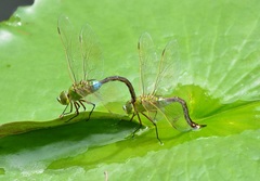 Anax parthenope julius