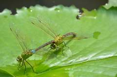 Anax parthenope julius