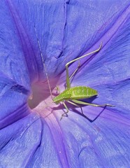 Hyperophora major