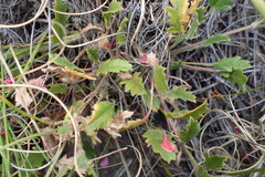 Pelargonium capillare