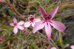 Pelargonium capillare