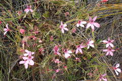 Pelargonium capillare