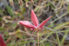 Pelargonium capillare
