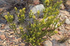 Erica parilis parilis