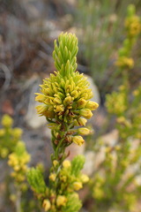Erica parilis parilis