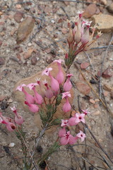 Erica junonia minor