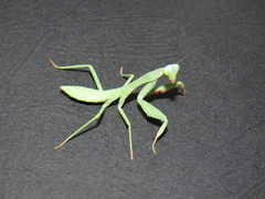 Trachymantis dentifrons