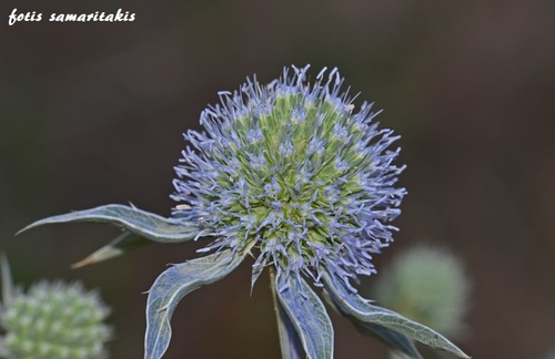 Eryngium (Eryngium ternatum)