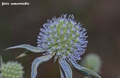 Eryngium ternatum