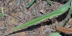 Eryngium ternatum