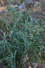 Eryngium ternatum