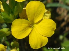 Erysimum candicum candicum
