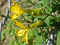 Erysimum candicum candicum