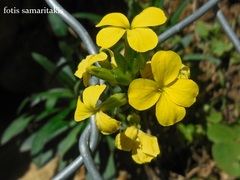 Erysimum candicum candicum