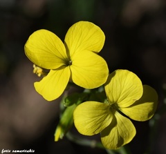 Erysimum candicum candicum