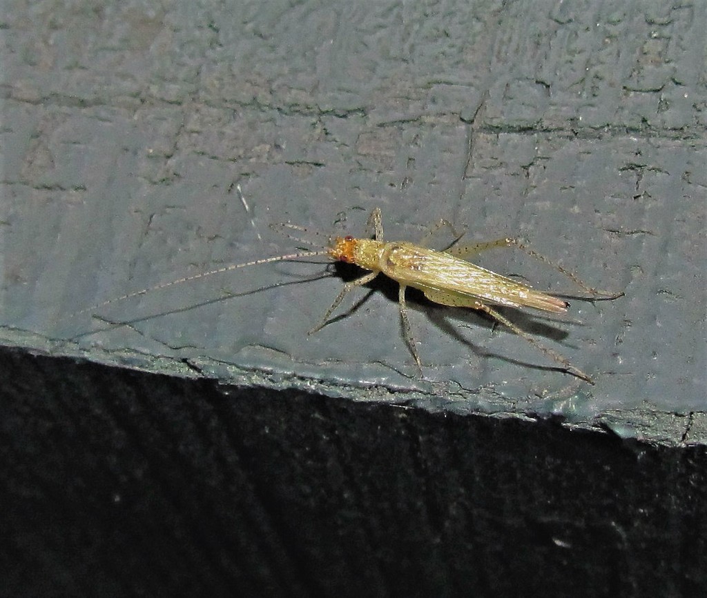 Oecanthus pictus