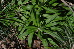 Erysimum candicum candicum
