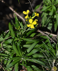 Erysimum candicum candicum