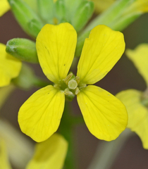 Erysimum creticum