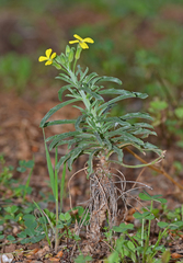 Erysimum creticum