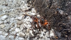 Spinastacoides inermis