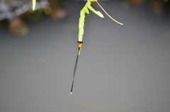 Prodasineura croconota