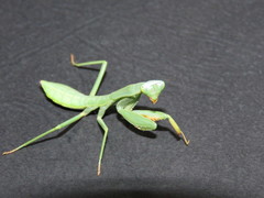 Trachymantis dentifrons