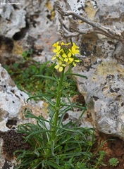 Erysimum raulinii