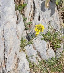 Erysimum raulinii