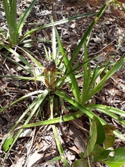 Bromelia goyazensis