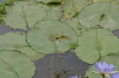 Hydrobasileus croceus